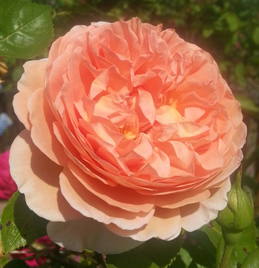  photo 20140718_103359-1_zpsuxi5yydq.jpg